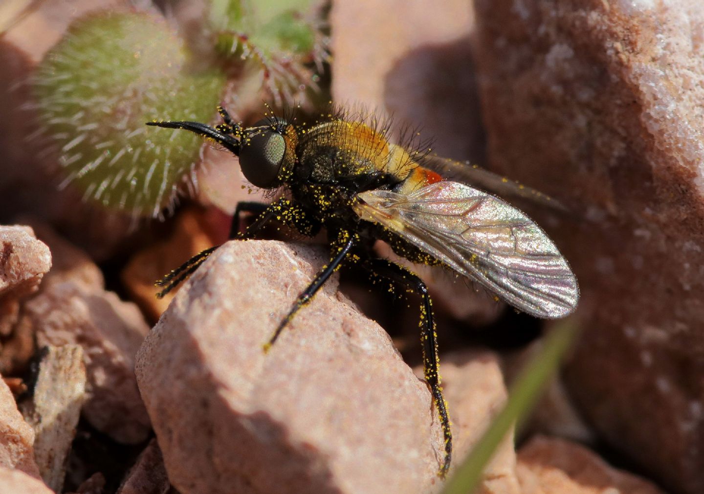 Usia versicolor (Bombyliidae)
